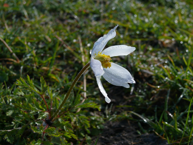 Pulsatilla alpina